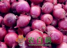 种洋葱赚钱吗（洋葱价格预测）