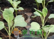 9月份适合种什么蔬菜？