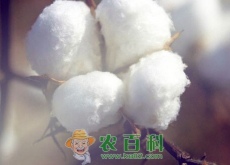棉花最新价格多少钱一斤（附成本利润及市场行情分析）