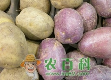 土豆（马铃薯）最新行情预测（受去年行情好影响（种植面积扩大导致跌入历史最低点）