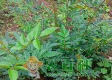 刺梨苗价格多少钱一株(能降三高吗) 刺梨苗价格多少钱一株(能降三高吗)