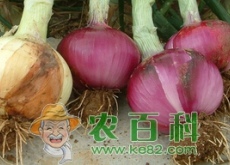 洋葱种植、采收时间是什么时候? 洋葱种植、采收时间是什么时候?