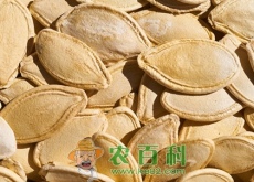 -南瓜子多少钱一斤（新鲜生南瓜子价格比较）
