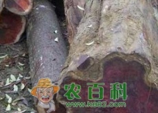 红豆杉木材就是红木吗（如何鉴别真假）