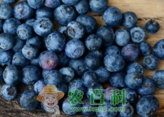 蓝莓一般几月份成熟上市（多少钱一斤）