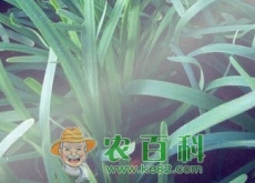 富含益生元的韭菜种植时间、栽培方法和病虫害防治技术