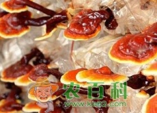 灵芝价格多少钱一斤（有什么功效和作用）