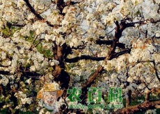 雪白雪白的梨花每年什么时候开花（什么时候凋零）