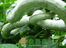 蛇瓜需要削皮么（有哪些功效与作用）