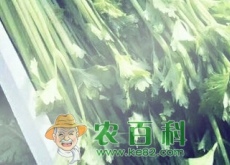 长季节作物芹菜的种植时间、栽培方法和病虫害防治技术