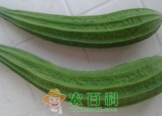 八棱瓜和丝瓜有什么区别（有哪些功效及作用）