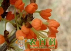 桂花种子多少钱一斤（种植方法有哪些）