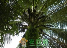 槟榔树要怎么种植（一棵槟榔树能结多少果）