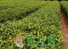 农业部关于抓住机遇做强茶产业的意见