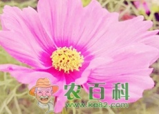 怎么样才能种植出能开出鲜艳花朵的波斯菊呢？