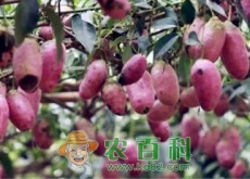 八月瓜（炸）可以人工种