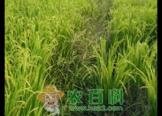 浙江、上海稻区免耕直播稻田化学除草技术
