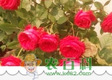 我国一年四季都可以盛开的花是什么花？