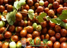 枣属植物酸枣适宜什么生长环境？