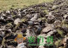 东北稻区翻耕直播稻田化学除草技术