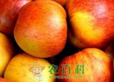 苹果批发多少钱一斤（附价格行情预测）