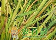 当水稻玉米遇上热害你该怎样防？