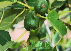 无花果树苗价格多少钱一株（怎样栽培）