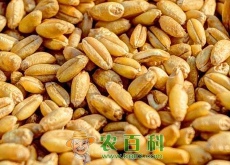 小麦种子多少钱一斤（附部分地区最新普通小麦价格）