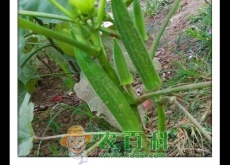 秋葵什么时候种植（怎么做好吃）