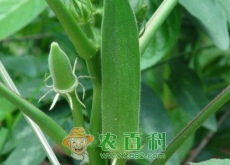 秋葵种子多少钱一斤（有哪些功效与作用）