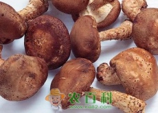香菇多少钱一斤？