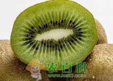 猕猴桃什么时候种最好? 猕猴桃什么时候种最好?