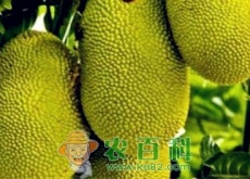 “最重的水果”菠萝蜜价格多少钱一斤(附种植效益分析)