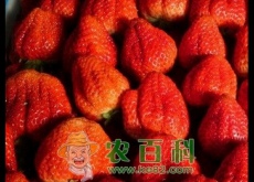 贵阳周边地区摘草莓圣地！你知道么？