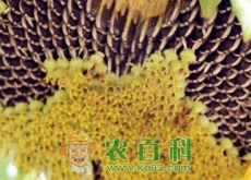 现在向日葵种子多少钱一斤？