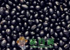 的黑豆价格多少钱一斤（附最新行情）