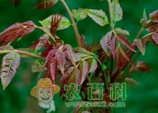 香椿好不好种？
