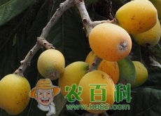 枇杷是什么季节的水果（有什么功效和作用）