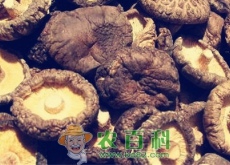 “山珍”香菇价格多少钱一斤（据说这几地方的香菇品质最好）