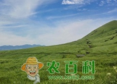 南方养殖肉牛种什么草好？