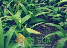种白芨赚钱吗白芨种植前景及市场价格行情分析（附白芨最新价格）