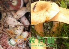 松乳菇多少钱一斤((附人工种植技术))