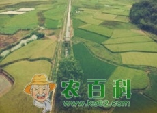 田坎上适合种植海椒！