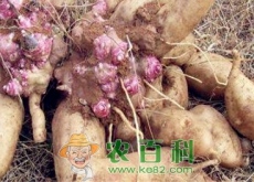 雪莲果怎么种植（雪莲果价格多少钱一斤）