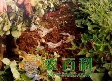 “长寿食品”红薯的种植时间、栽培方法和病虫害防治技术
