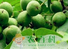 青皮核桃价格多少钱一斤(药用价值有哪些) 青皮核桃价格多少钱一斤(药用价值有哪些)