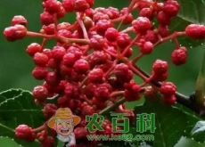花椒树苗什么时候移栽？