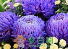菊花叶子发黄怎么办？