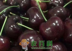 车厘子要几年挂果？有哪些功效及作用（附种植方法）