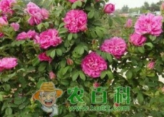 玫瑰红蜘蛛、蚜虫的危害性状及防治方法